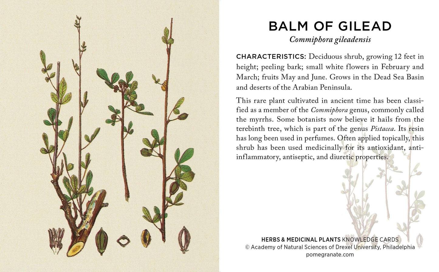 Pomegranate - Herbs and Medicinal Plants Knowledge Cards - PMA Store at the Portland Museum of Art, Maine