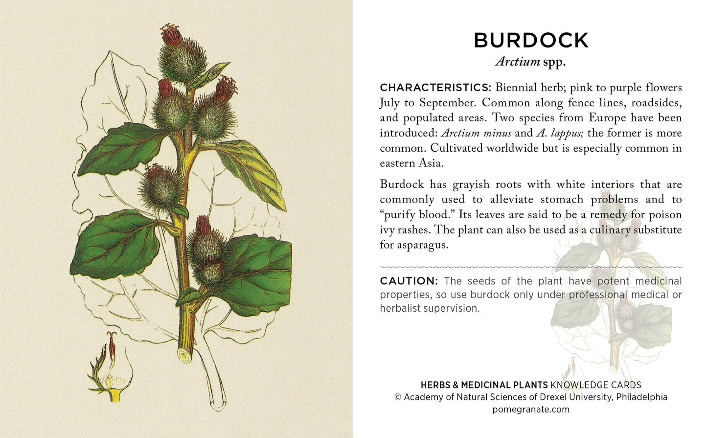 Pomegranate - Herbs and Medicinal Plants Knowledge Cards - PMA Store at the Portland Museum of Art, Maine