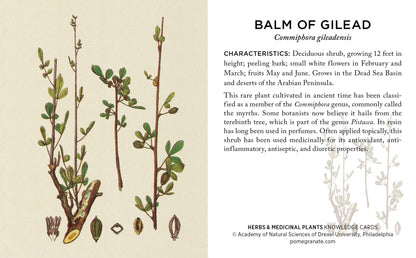 Pomegranate - Herbs and Medicinal Plants Knowledge Cards - PMA Store at the Portland Museum of Art, Maine