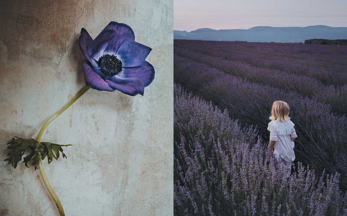 Simon & Schuster - Flowers of Provence by Jamie Beck - PMA Store at the Portland Museum of Art, Maine