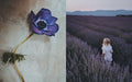 Simon & Schuster - Flowers of Provence by Jamie Beck - PMA Store at the Portland Museum of Art, Maine