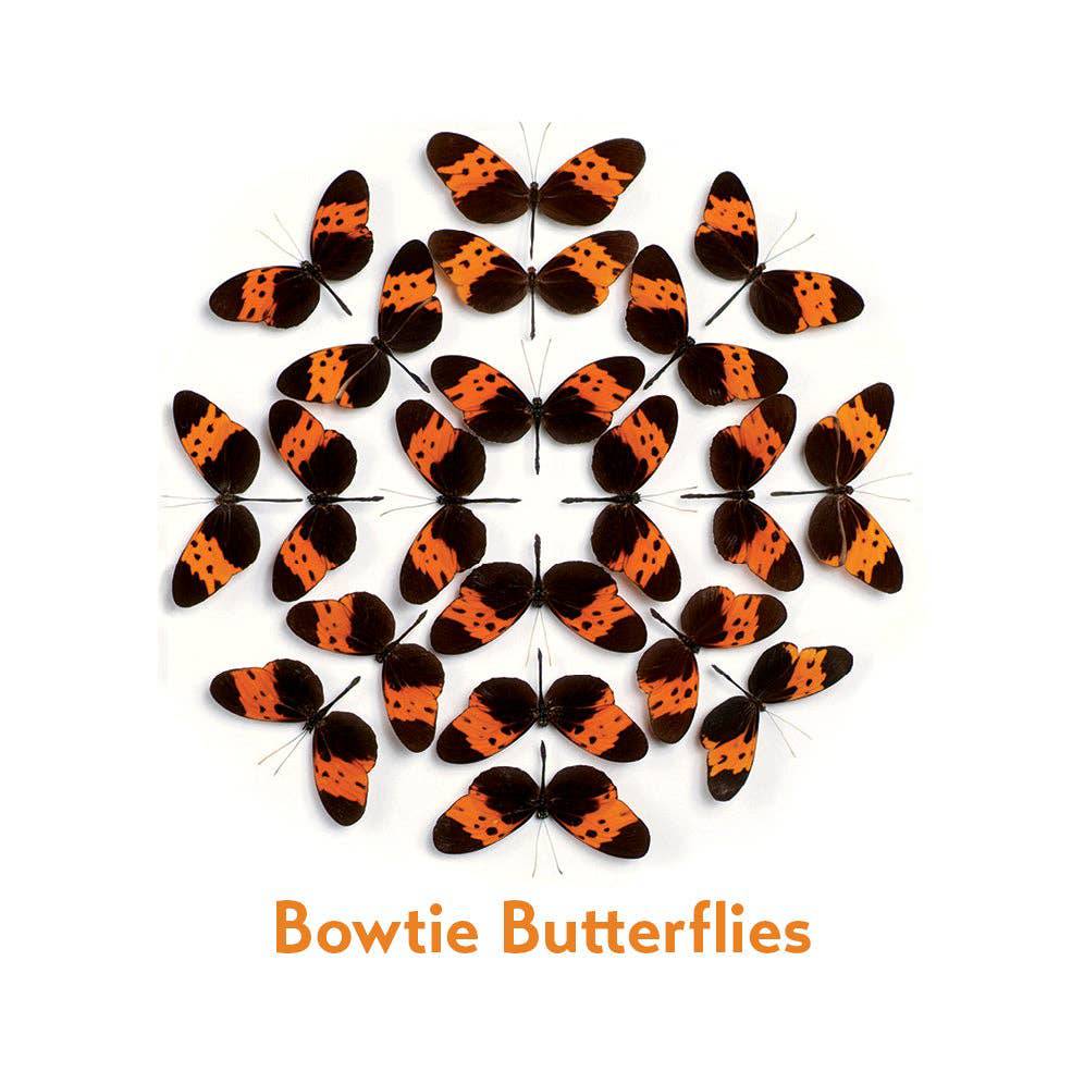 Pomegranate - Christopher Marley’s Incredible Insects Memory Game - PMA Store at the Portland Museum of Art, Maine