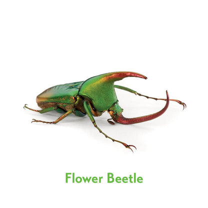 Pomegranate - Christopher Marley’s Incredible Insects Memory Game - PMA Store at the Portland Museum of Art, Maine