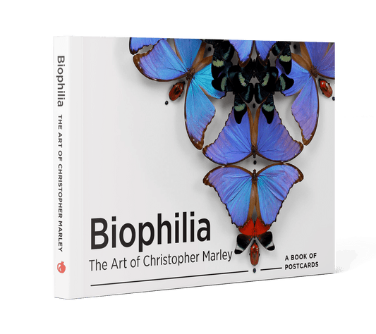 Pomegranate - Biophilia: The Art of Christopher Marley Book of Postcards - PMA Store at the Portland Museum of Art, Maine