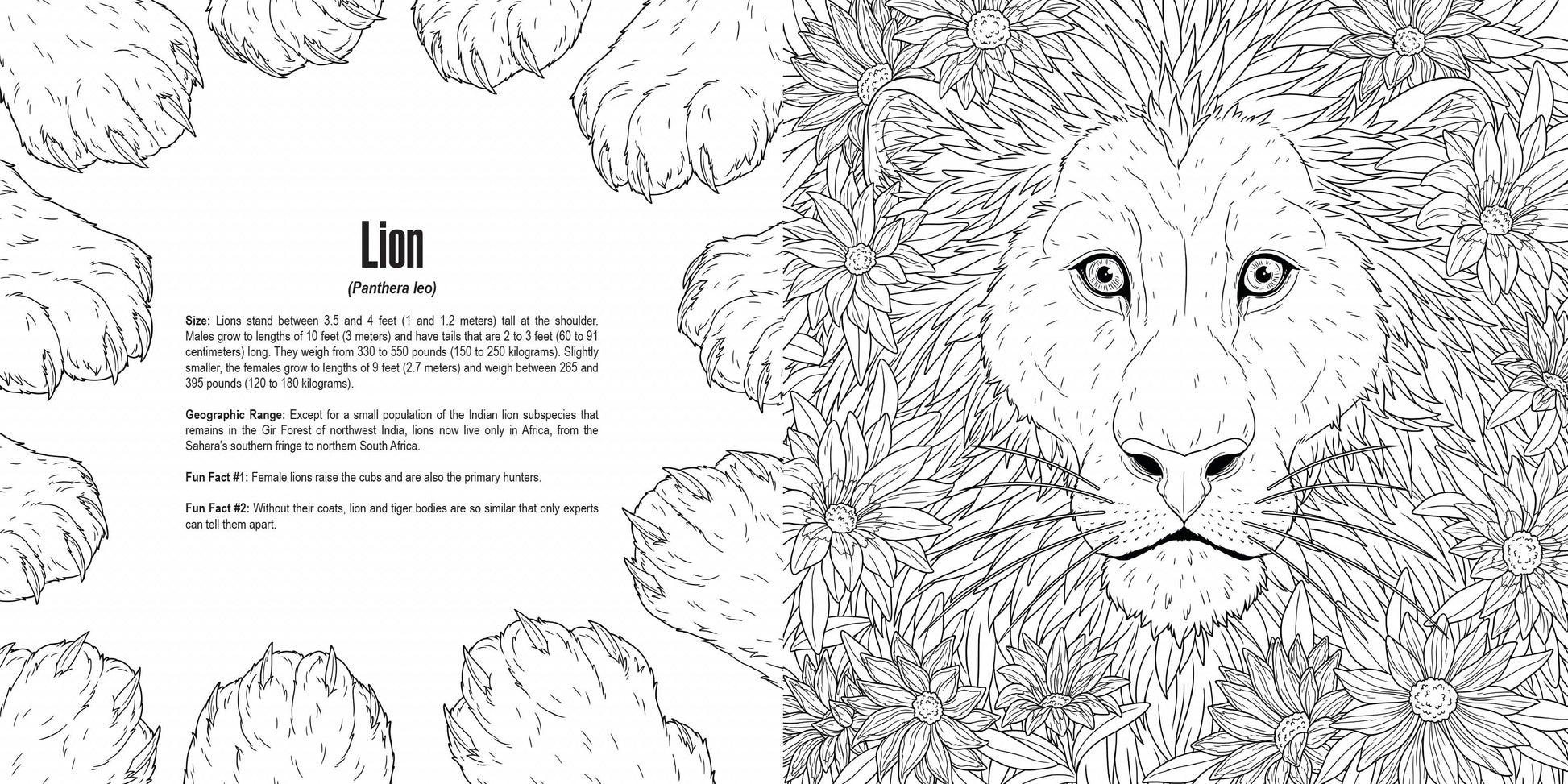 Penguin Random House LLC - Cats: A Smithsonian Coloring Book - PMA Store at the Portland Museum of Art, Maine