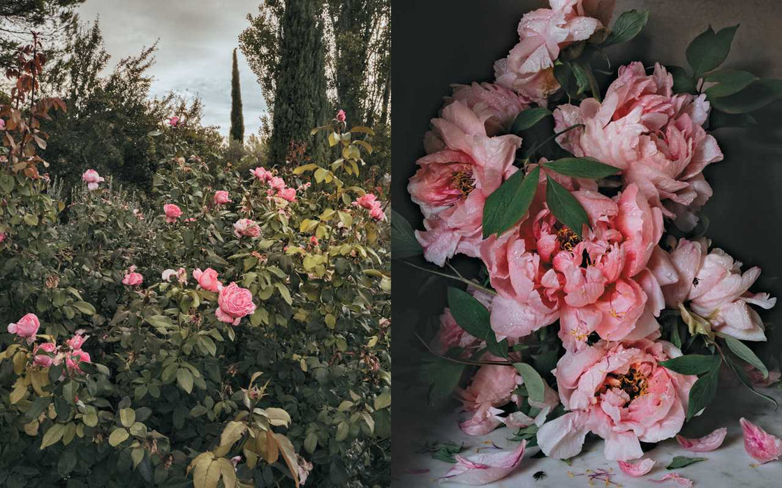 Simon & Schuster - Flowers of Provence by Jamie Beck - PMA Store at the Portland Museum of Art, Maine