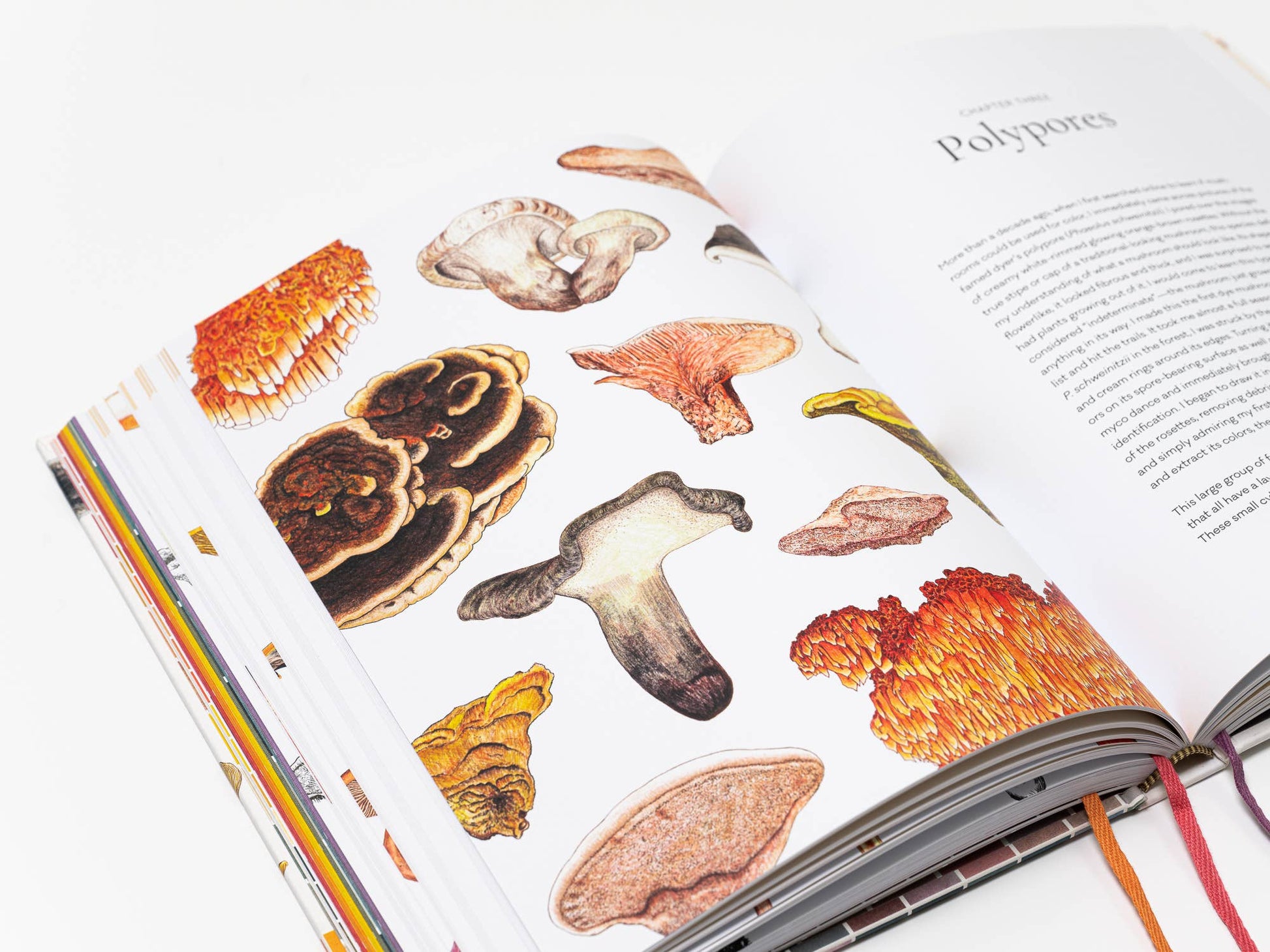 Chronicle Books - Mushroom Color Atlas - PMA Store at the Portland Museum of Art, Maine