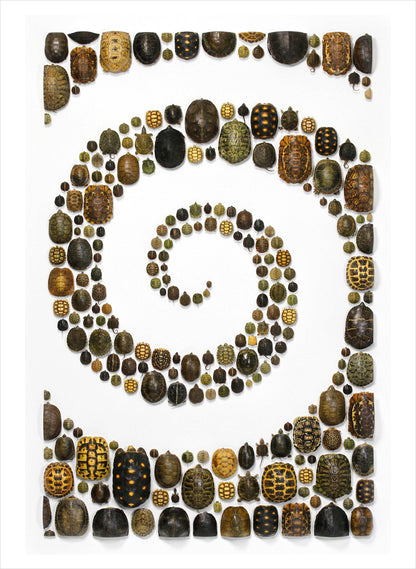 Pomegranate - Biophilia: The Art of Christopher Marley Book of Postcards - PMA Store at the Portland Museum of Art, Maine