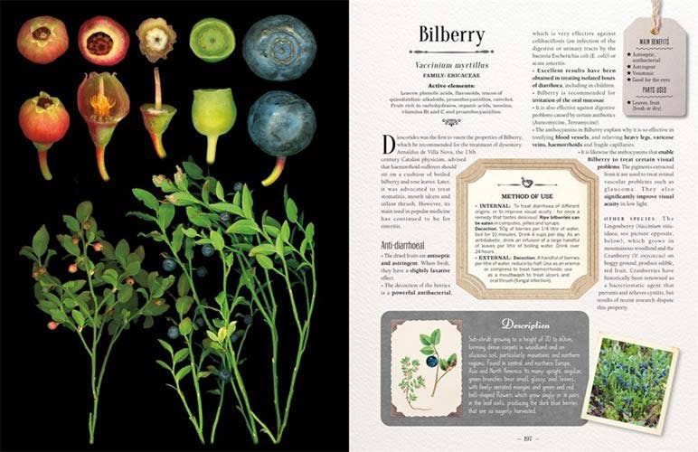 VisionWorks LLC - 100 Plants That Heal:  Illustrated Herbarium Medicinal Plant - PMA Store at the Portland Museum of Art, Maine
