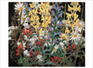 Pomegranate - Tom Thomson Book of Postcards - PMA Store at the Portland Museum of Art, Maine