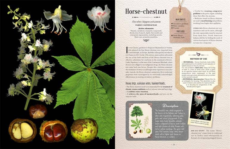 VisionWorks LLC - 100 Plants That Heal:  Illustrated Herbarium Medicinal Plant - PMA Store at the Portland Museum of Art, Maine