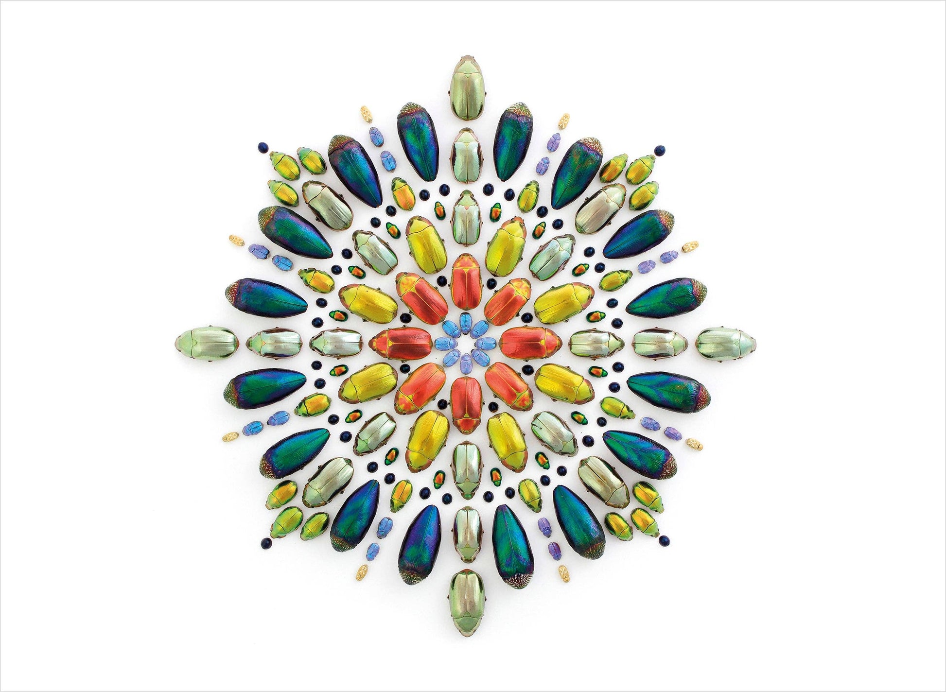 Pomegranate - Biophilia: The Art of Christopher Marley Book of Postcards - PMA Store at the Portland Museum of Art, Maine