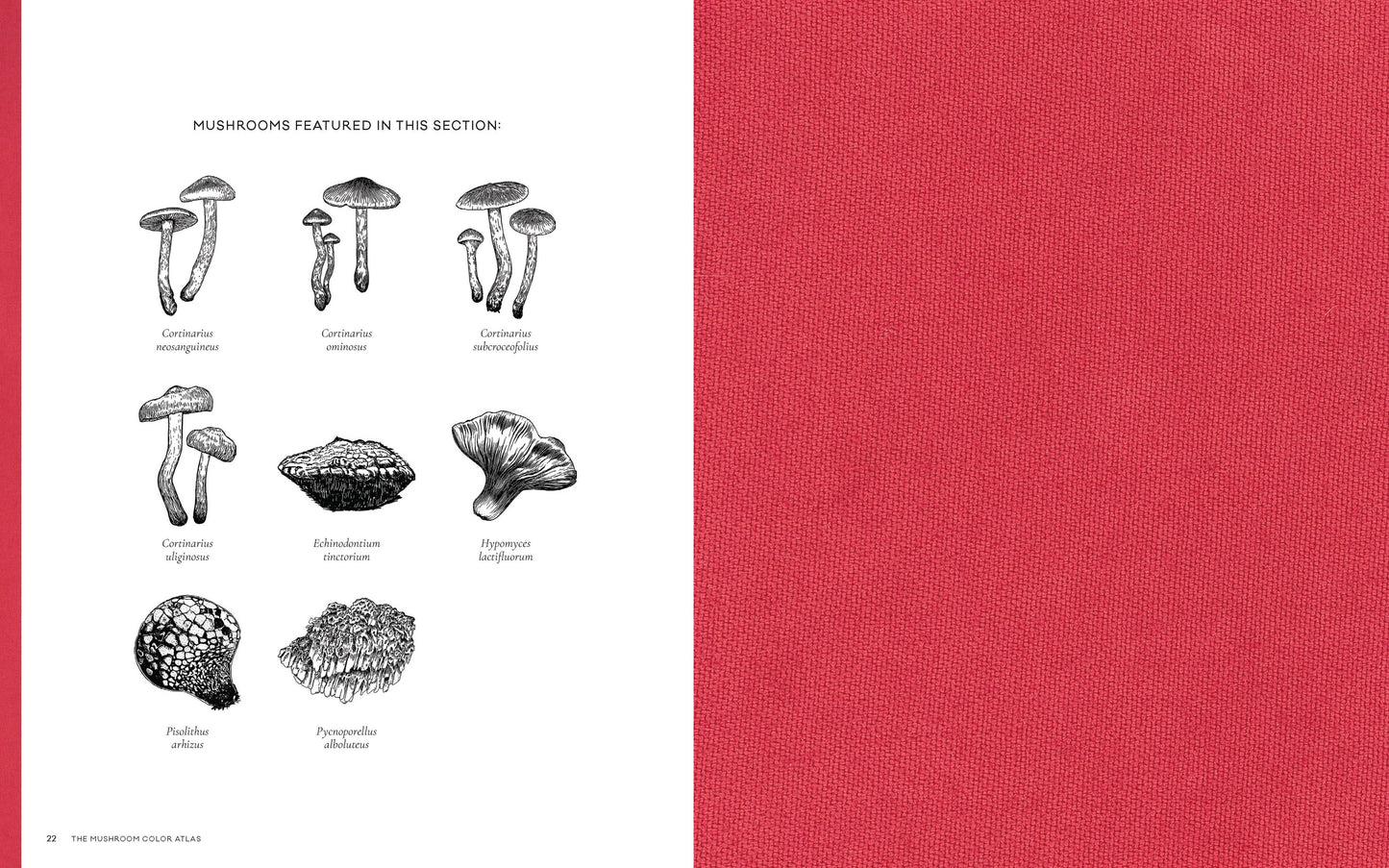 Chronicle Books - Mushroom Color Atlas - PMA Store at the Portland Museum of Art, Maine