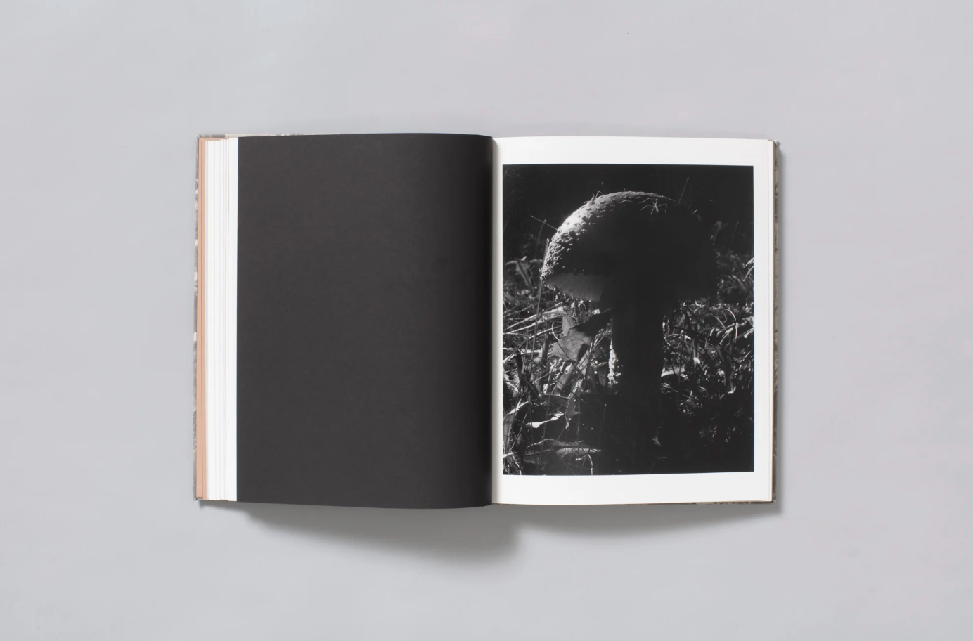 What the Rain Might Bring by Dylan Hausthor | Book signing April 4, 2025, from 4 PM to 6 PM - PMA Store at the Portland Museum of Art, Maine