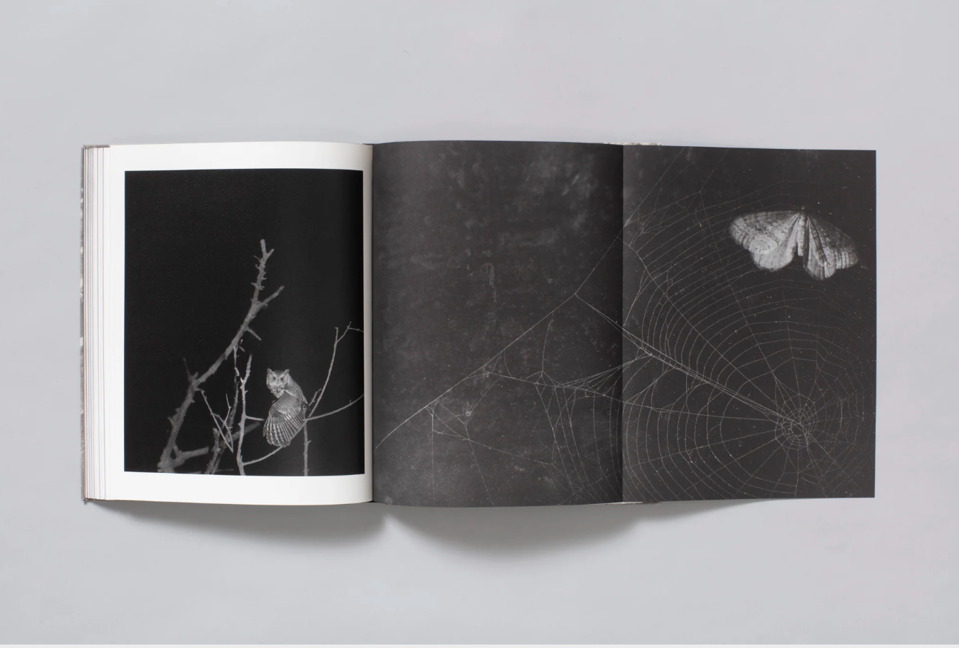 What the Rain Might Bring by Dylan Hausthor | Book signing April 4, 2025, from 4 PM to 6 PM - PMA Store at the Portland Museum of Art, Maine