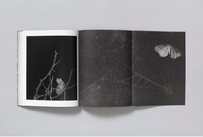 What the Rain Might Bring by Dylan Hausthor | Book signing April 4, 2025, from 4 PM to 6 PM - PMA Store at the Portland Museum of Art, Maine