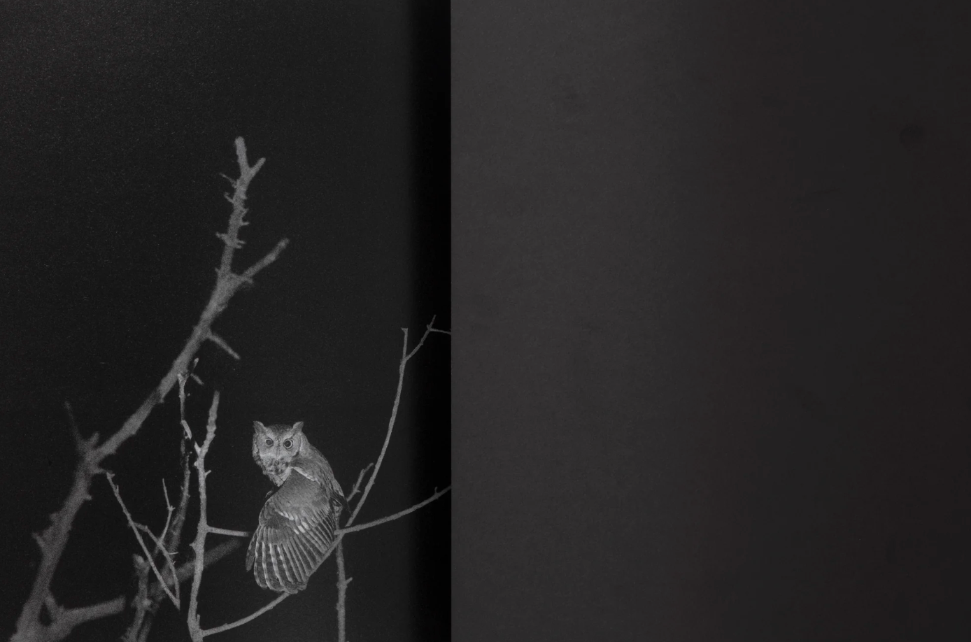 What the Rain Might Bring by Dylan Hausthor | Book signing April 4, 2025, from 4 PM to 6 PM - PMA Store at the Portland Museum of Art, Maine