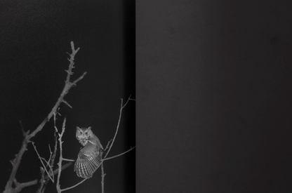 What the Rain Might Bring by Dylan Hausthor | Book signing April 4, 2025, from 4 PM to 6 PM - PMA Store at the Portland Museum of Art, Maine