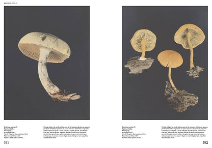 Hachette Book Group - An Illustrated Catalog of American Mushrooms: Hardcover