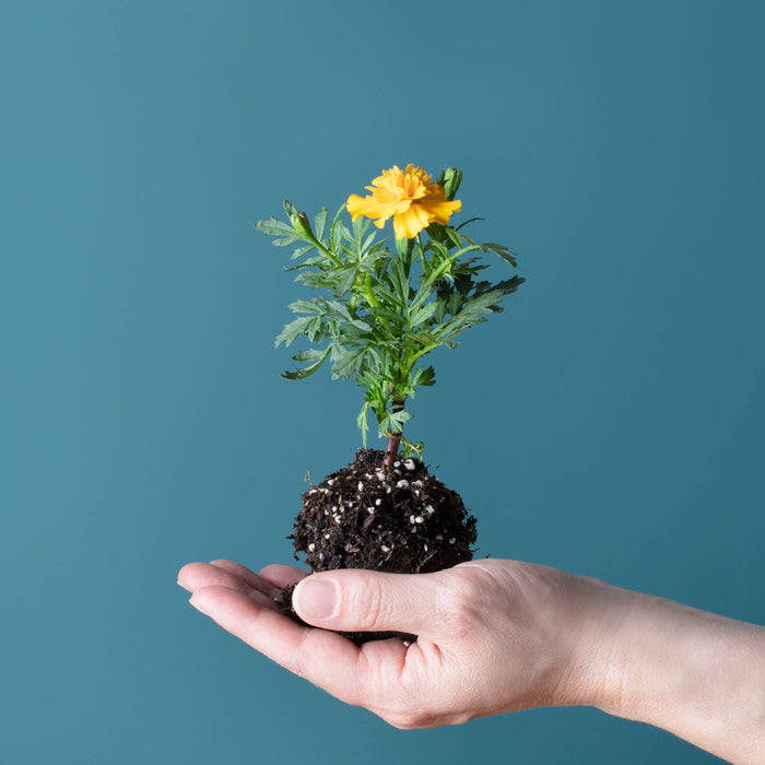 Amborella Organics - Blooming Lollipop Bundle (Eat, Plant & Grow a Herb/Flower) - PMA Store at the Portland Museum of Art, Maine