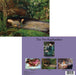The Retrospect Group Collection - The Pre-Raphaelites - Boxed Set - PMA Store at the Portland Museum of Art, Maine