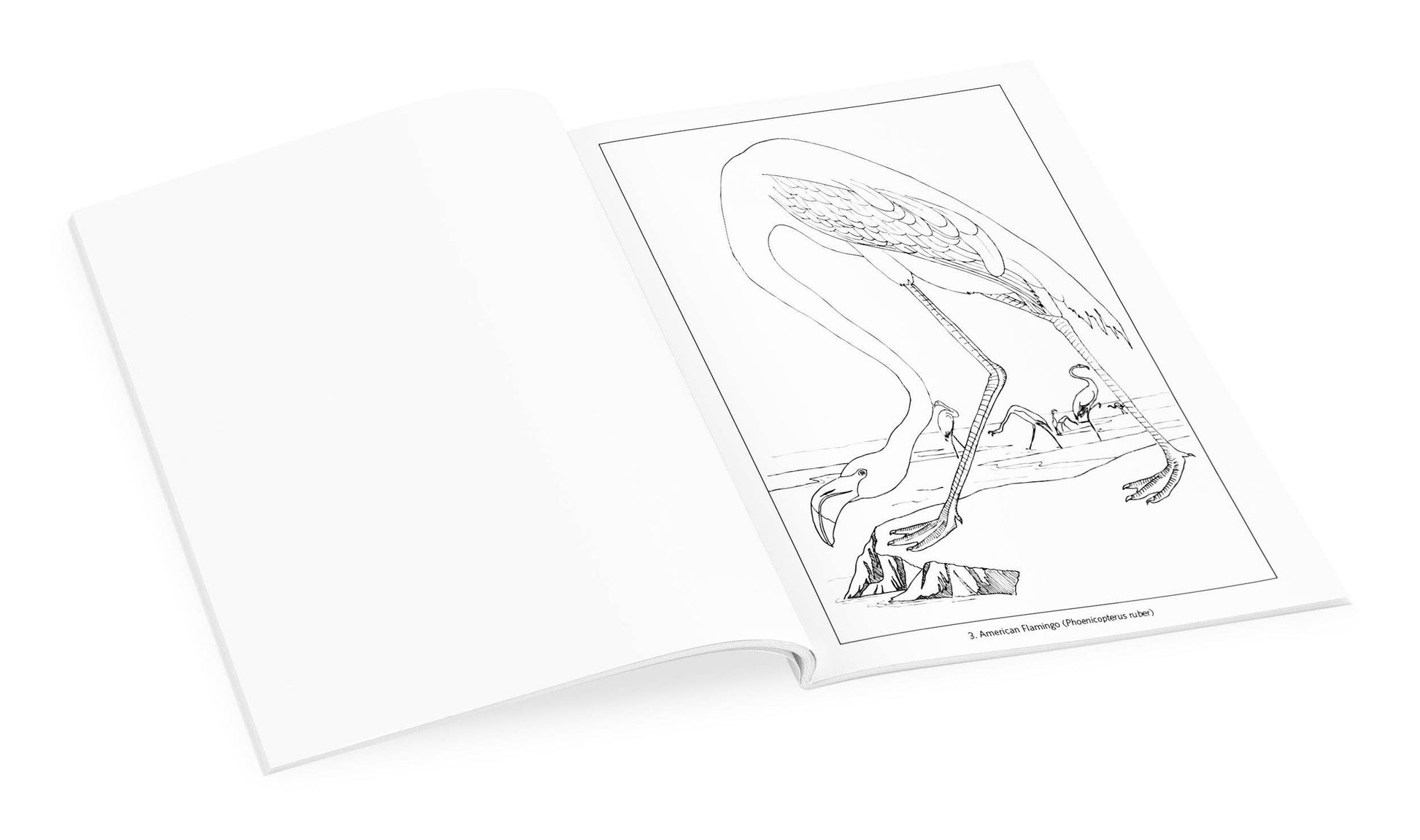 Pomegranate - John James Audubon: Birds Coloring Book - PMA Store at the Portland Museum of Art, Maine