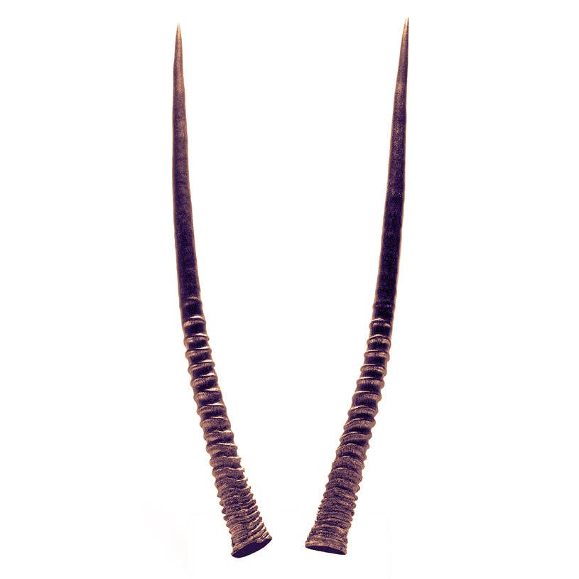 Oropopo - Oryx Horn White Sands Bracelet: Gold - PMA Store at the Portland Museum of Art, Maine