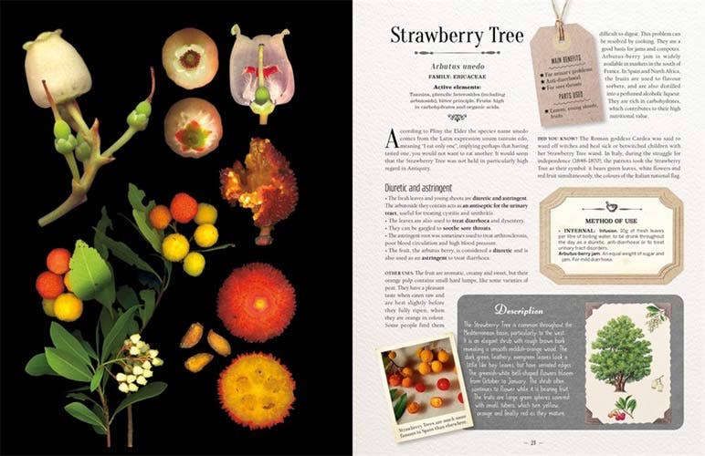 VisionWorks LLC - 100 Plants That Heal:  Illustrated Herbarium Medicinal Plant - PMA Store at the Portland Museum of Art, Maine