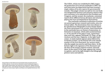 Hachette Book Group - An Illustrated Catalog of American Mushrooms: Hardcover