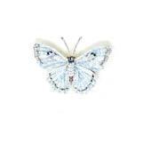 White Morpho Butterfly Brooch Pin