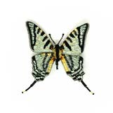 Scarce Swallowtail Brooch Pin